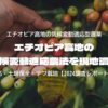 エチオピア高地の気候変動適応農法を現地調査